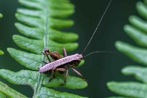 Pholidoptera griseoaptera